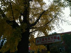-三里屯东五街银杏大道