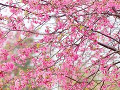 -天适樱花悠乐园