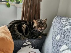 -美联众合动物医院(·中兽医·疑难杂症·严家桥分院)