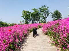 -花开海上生态园