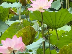 -荔湾湖公园