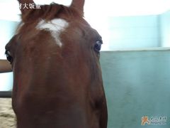 -松声马术俱乐部