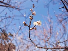 -香雪海