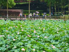-龙头寺公园