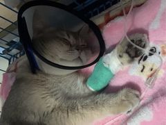 -创凡宠物医院·骨专科  猫科中心(西乡分院)