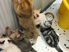 -米宠家·撸猫猫咖小萌宠·猫咪洗澡·猫咪寄养(高新大都荟店)