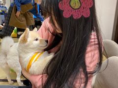 -逗柴咖啡屋·狗咖猫咖宠物桌游