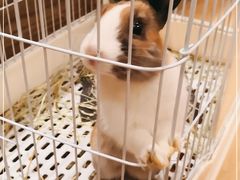 -猫猫幼稚园·撸猫·桌游·电玩