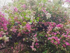 -深圳国际园林花卉博览园