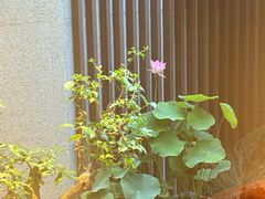 -王府茶楼茶宴·创意菜(朝阳公园店)