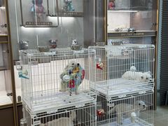 -翊宠yipet猫狗购宠庄园犬舍•猫舍