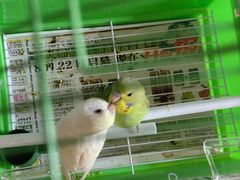 -哈尔滨道外花鸟鱼市场