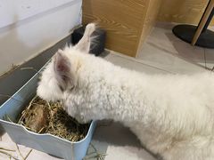 -Heymao猫咖.咖啡厅(东门店)