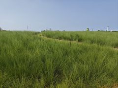 -上海滨江森林公园