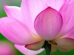 -麦当劳(莒县服务区店)