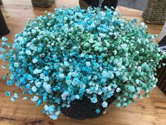 -荷兰花海