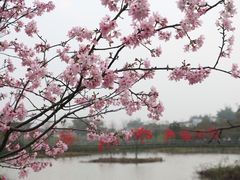 -天适樱花悠乐园