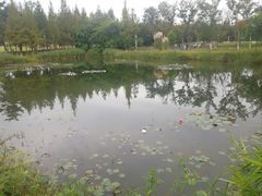 -白鹭湾湿地公园