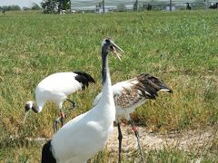 -盐城丹顶鹤湿地生态旅游区