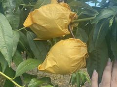 -樂桃源奉贤黄桃种植采摘基地