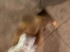 -清真·马文砂锅大全(麦苋街店)