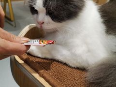 -飞行喵MR PILOT|猫舍·猫咖(静安大融城店)