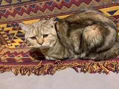 -喵屿·大理花园猫咖