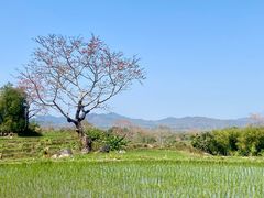 -海南霸王岭国家森林公园