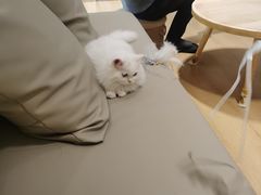 -猫腻·猫咖·撸猫馆(星光大道店)
