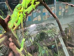 -上海大自然野生昆虫馆(东方明珠·爬宠昆虫探索中心)