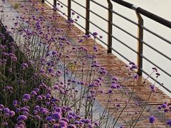 -昆山城市生态森林公园