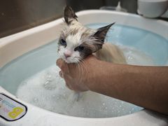 -PETKIT小佩宠物·低压洗护(国顺东路店)