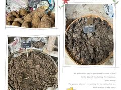 -大象粑粑造纸公园