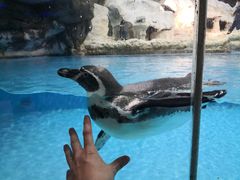 -帝企鹅自助餐厅•儿童岛•真企鹅(长隆企鹅酒店)