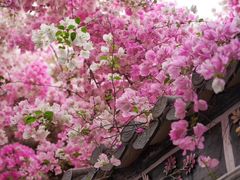 -深圳国际园林花卉博览园