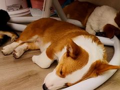 -浣熊柯尔鸭土拨鼠·电玩咖