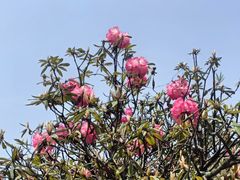 -贵州百里杜鹃风景名胜区