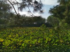 -合肥滨湖国家森林公园