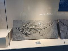 -安徽省地质博物馆