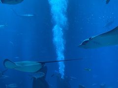 -亚特兰蒂斯•OSSIANO奥西亚诺海底餐厅
