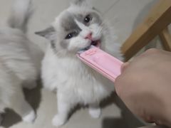 -藏猫猫咖啡主题馆(中央大道店)