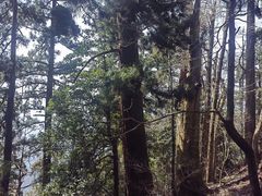 -天目山大树王景区