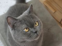 -喵园·猫主题咖啡厅·撸猫·猫咖(国贸店)