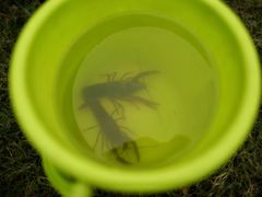 -南汇新场正宗水蜜桃采摘
