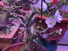 -花鸟鱼虫鲜花绿植市场(玉泉路店)