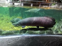 -暹罗海洋世界