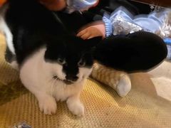 -樱の花亭日本料理店