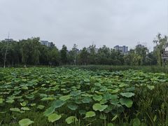 -洋湖国家湿地公园