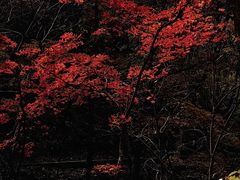 -关门山森林公园