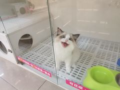 -lincat·猫舍(广州店)